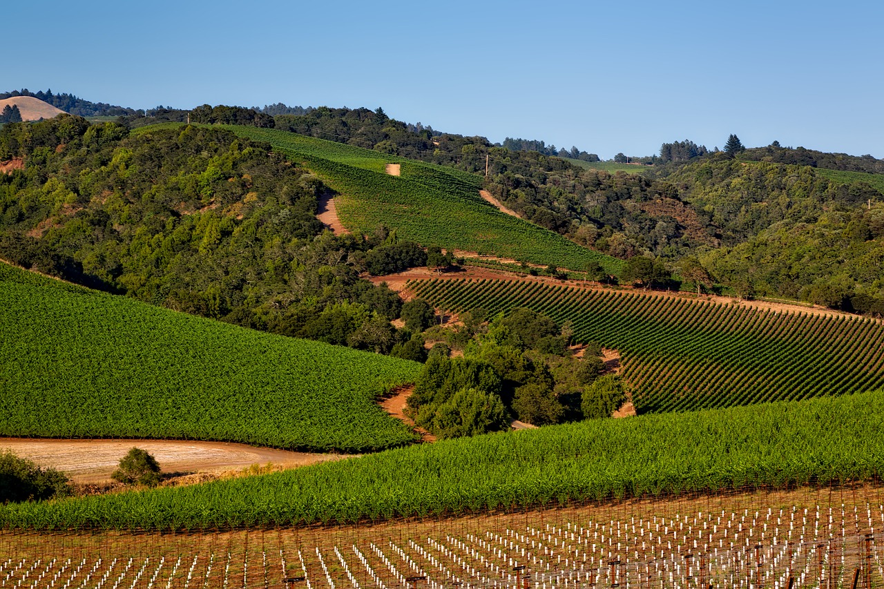 You are currently viewing A Toast To California’s Wine Country