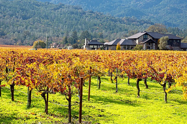 You are currently viewing California Wine Country Will Rise Again